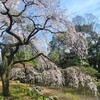 【京都】「京都御苑」「清浄華院」へ桜の花を見に行ってきました。　京都桜