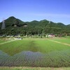 まるごと日光東武フリーパスでクリンソウを見に行く旅