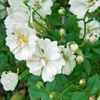 白いバラ、アルバ・メイディランド