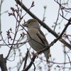 公園のタヌキ