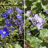５年目のベロニカ・オックスフォードブルー、ウォーターペリーブルーの開花！