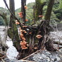 荒廃した渓