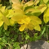 常緑の黄金葉！『ヒペリカム・ゴールドフォーム』の成長と開花！～初夏の花と冬の紅葉も