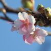 　河津桜の咲き始め