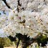 花見と決起集会