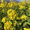 二宮駅からお散歩【吾妻山公園で菜の花編Ⅱ】