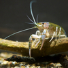 アメリカザリガニ Procambarus clarkii