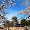 春の松本城と満開の桜と夜桜