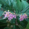 ムラサキシキブ（花）の香り