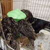 七面鳥の飼育　生後5週間