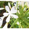 アガパンサスの白い花