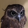 フクロウの日常生活チャンネルを紹介するにゃ 5