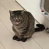 家猫修行は「3歩進んで2歩下がる」(꒪ˊ꒳ˋ꒪)