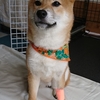 新生竜胆