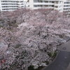 桜が満開になった