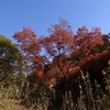 里山散歩（立冬）