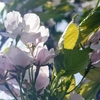 新緑の花見山へ～関山＆天の川