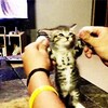 可愛い子猫のGIF画像集！子猫ってなんでこんなに可愛いの・・・？（〃▽〃）