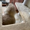 ふくちゃんお留守番期間の終わり