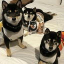 柴犬多頭飼い　コクマチャどん