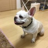 うちの犬は