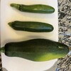 庭のズッキーニの収穫