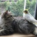 ネコとインコと時々人間。