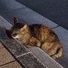 秋暑し、今宵のねこっちゃま😺