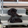 今朝の黒猫ダブル
