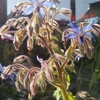 WeekEnd Flower 6月第2週