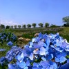 木場潟公園の花菖蒲