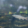 ヤマトイワナ Salvelinus leucomaenis japonicus