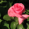 今日のブログ花〘 ピンクの薔薇 ー１〙