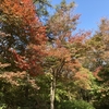 赤城自然園で紅葉散歩：初心者の関東近郊半日ハイキング