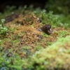 クロサンショウウオ Hynobius nigrescens