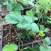 chi-の家庭菜園；今からながらイチゴの植え替え