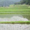 田植え終了