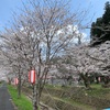 高梁市成羽町　白谷公園の桜♪