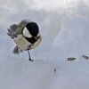 雪と野鳥