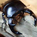 stag_beetle_japan