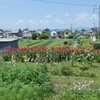 御用がある内は召されない
