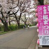 花曇りの中、小金井桜まつり2015で桜と酒を愛でる