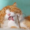 マネックス証券の銘柄スカウターが便利なので紹介してみる