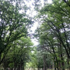 ５０歳からの趣味のアロマテラピー　ＤＡＹ１