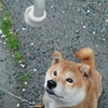 気分屋ひまちゃん