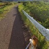 ちくわを連れて秋の犬山祭りに行こう。