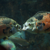 アストロノトゥスの仲間 Astronotus spp.