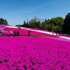 おじさんは山へ、シバ…に行きました
