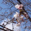 大平山桜開花情報