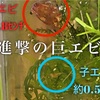 レッドビーシュリンプ　稚エビの飼育方法・餌や飼育環境の注意点は？